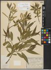 Foto von Salix alba L. x Salix fragilis L.
